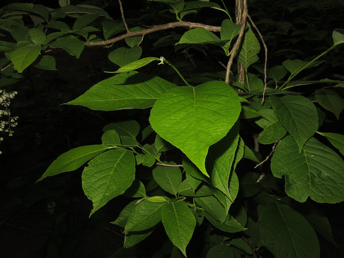Epaulettenboom (Pterostyrax hispida)