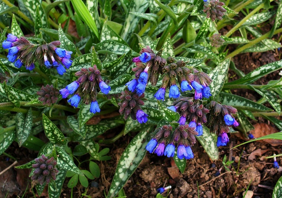 Langbladig longkruid (Pulmonaria longifolia)