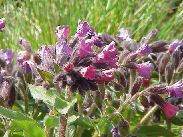 Smal longkruid (Pulmonaria montana)