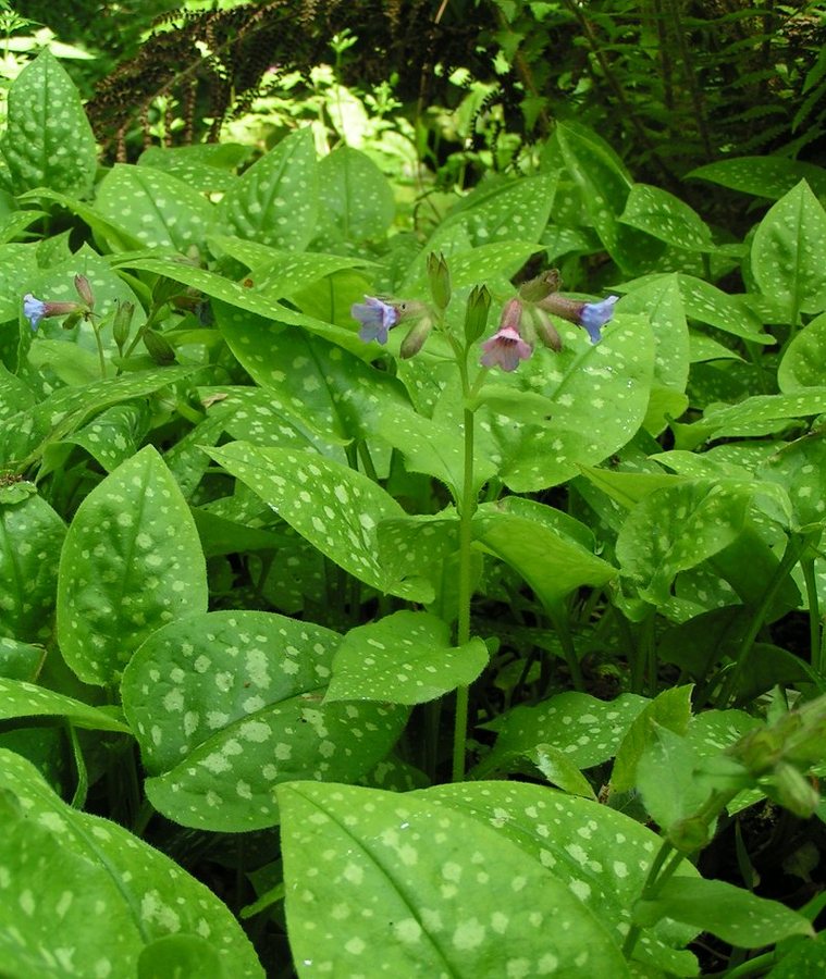Gevlekt longkruid (Pulmonaria officinalis)