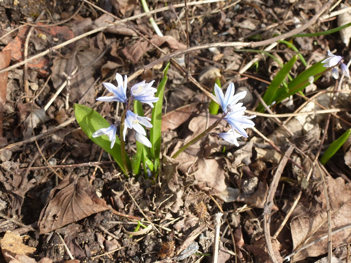 saffierhyacinth (Puschkinia scilloides var. libanotica)