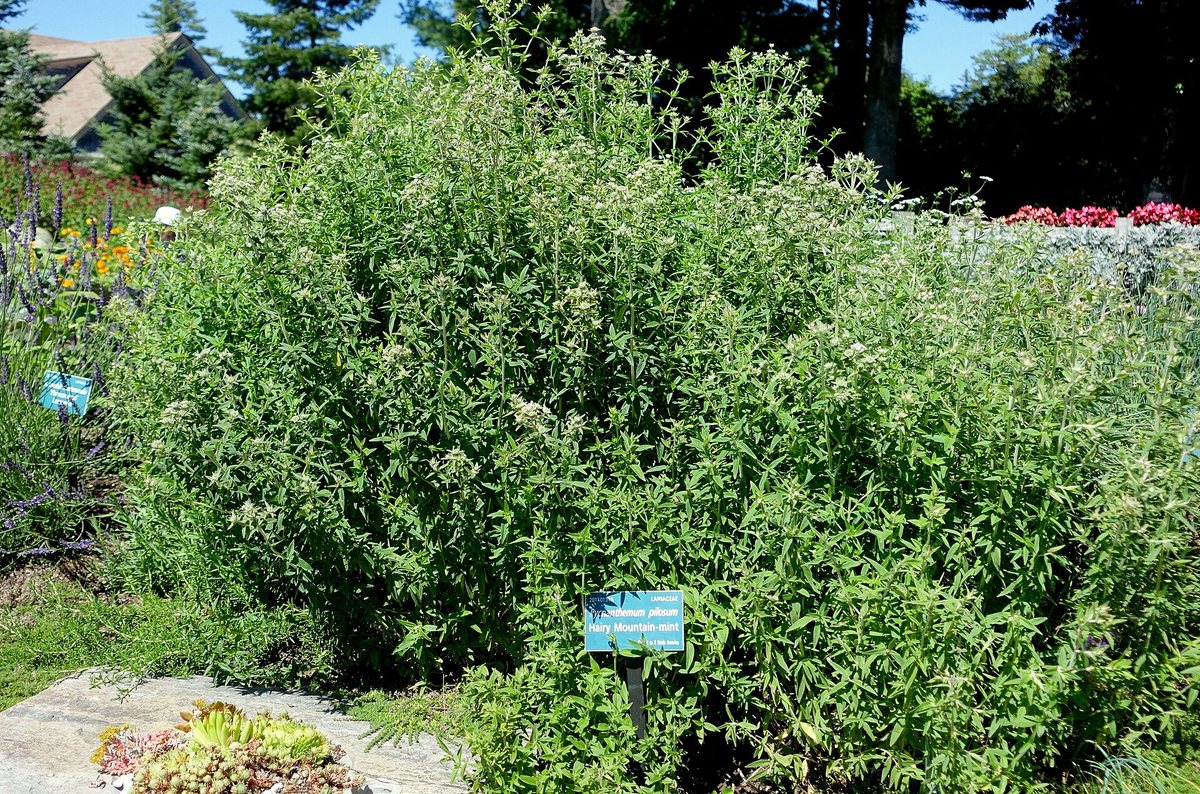Harige bergmunt (Pycnanthemum pilosum)