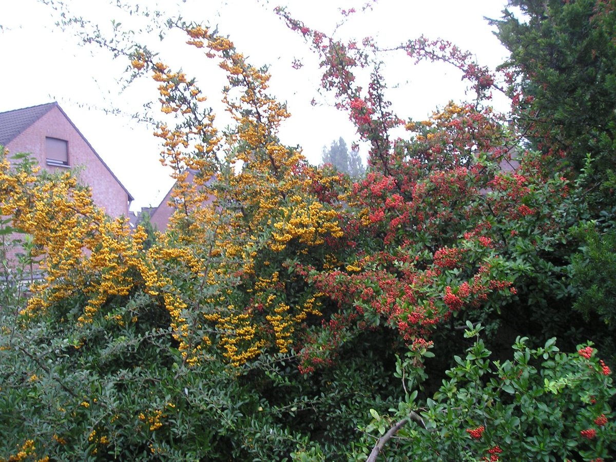 Vuurdoorn (Pyracantha coccinea)