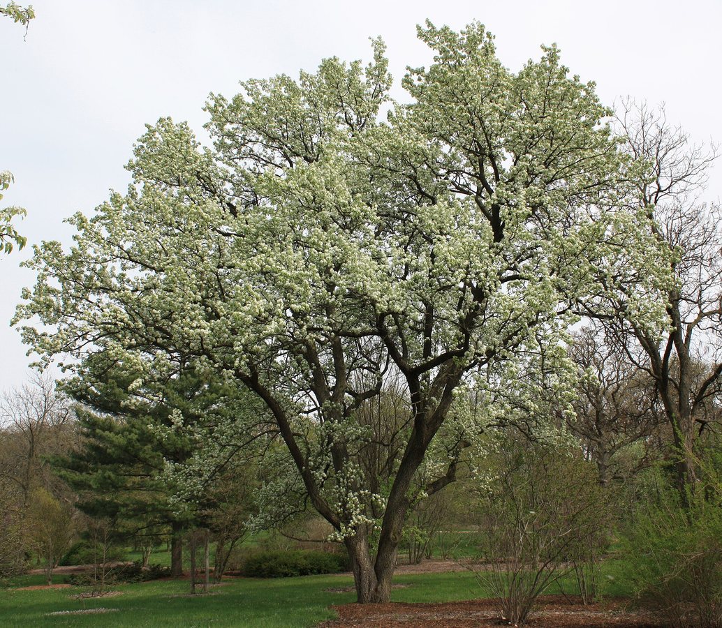 Sierpeer (Pyrus calleryana)