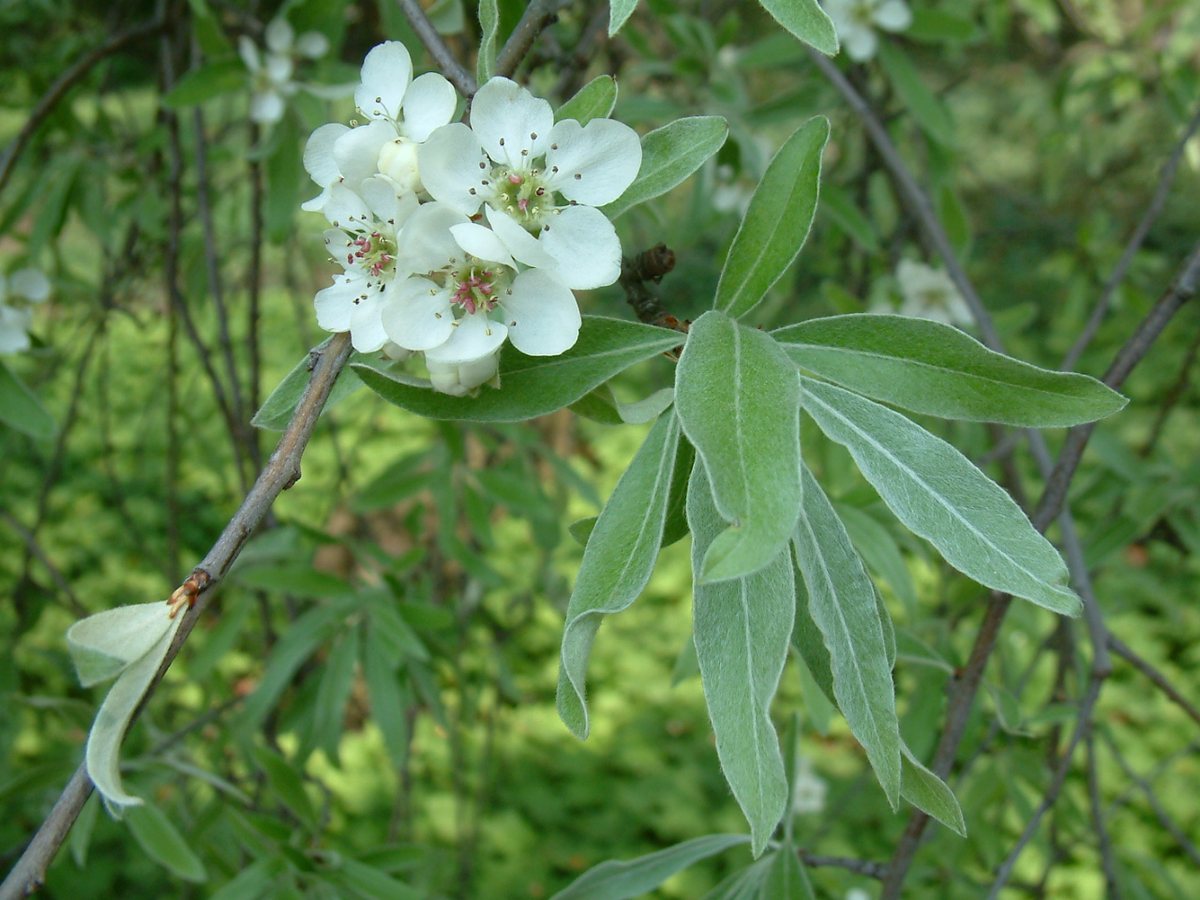 - (Pyrus salicifolia)