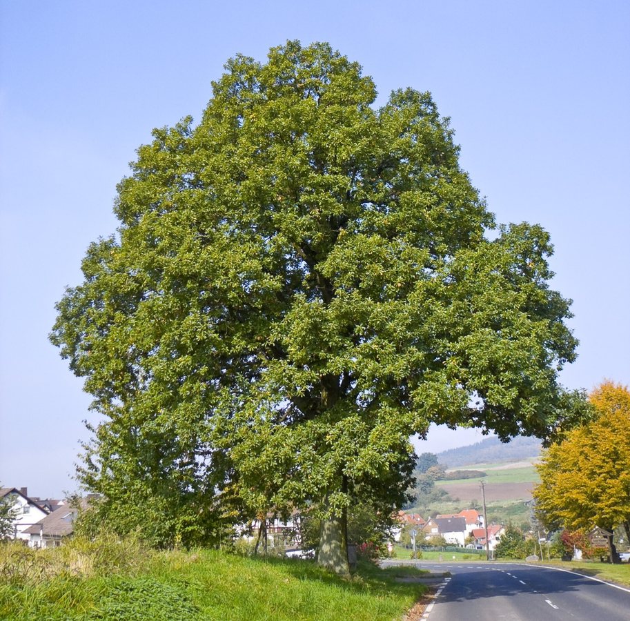 Wintereik (Quercus petraea)