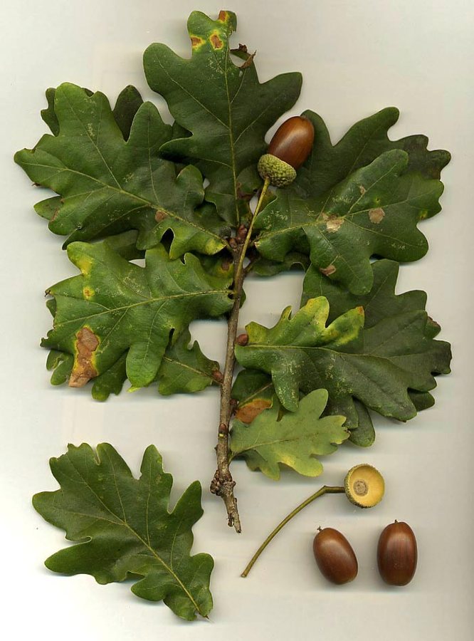 Zomereik (Quercus robur)