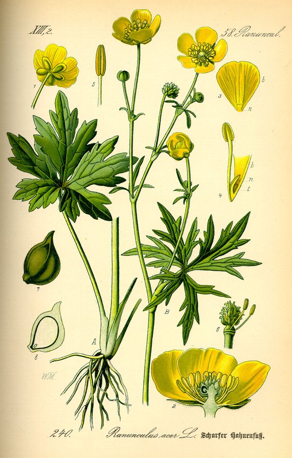 Scherpe boterbloem (Ranunculus acris)