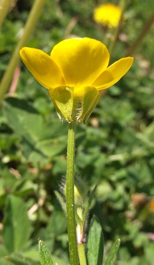 Knolboterbloem (Ranunculus bulbosus)