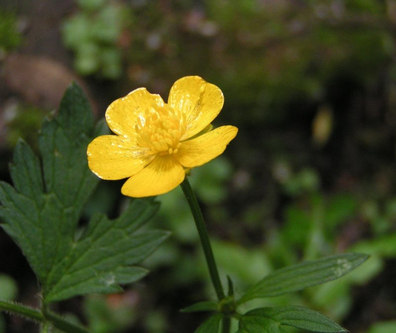 Kruipende boterbloem (Ranunculus repens)