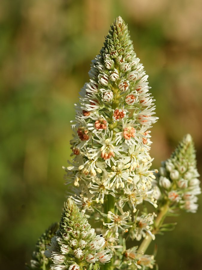 Witte reseda (Reseda alba)