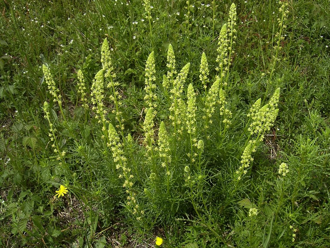Wilde reseda (Reseda lutea)
