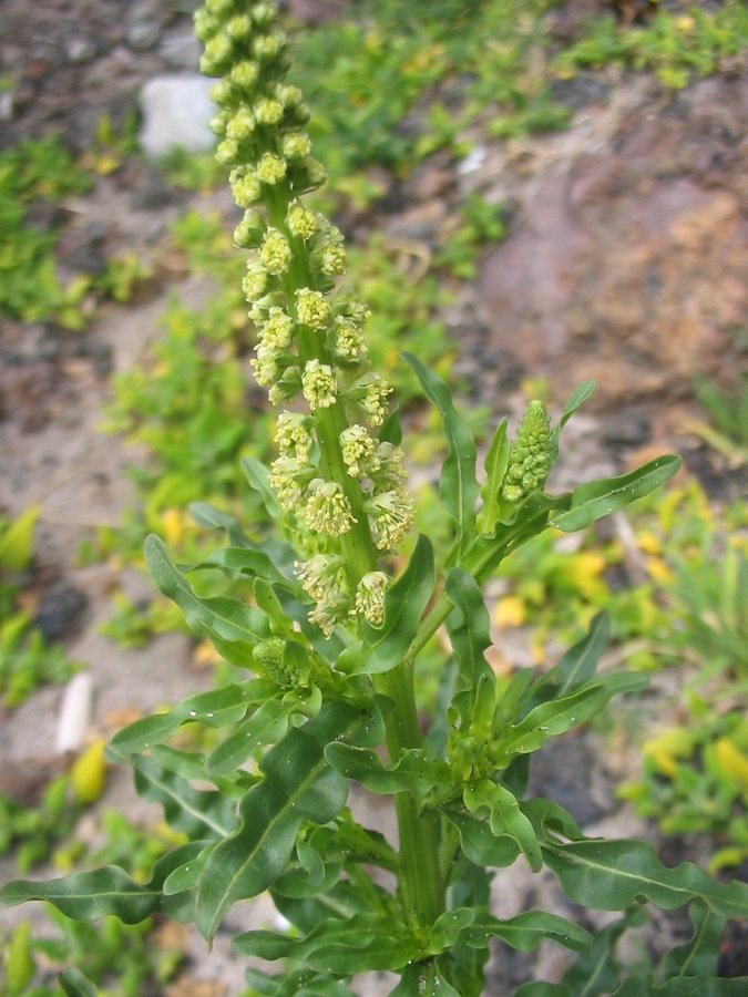 Wouw (Reseda luteola)