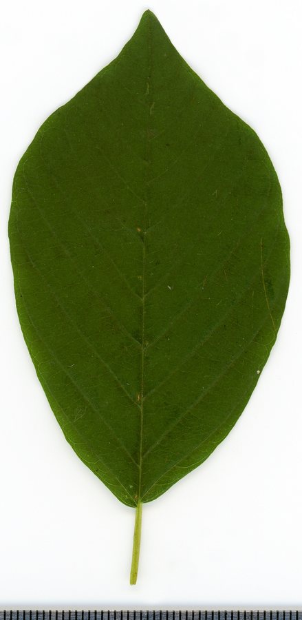 Vuilboom / Sporkehout (Rhamnus frangula)