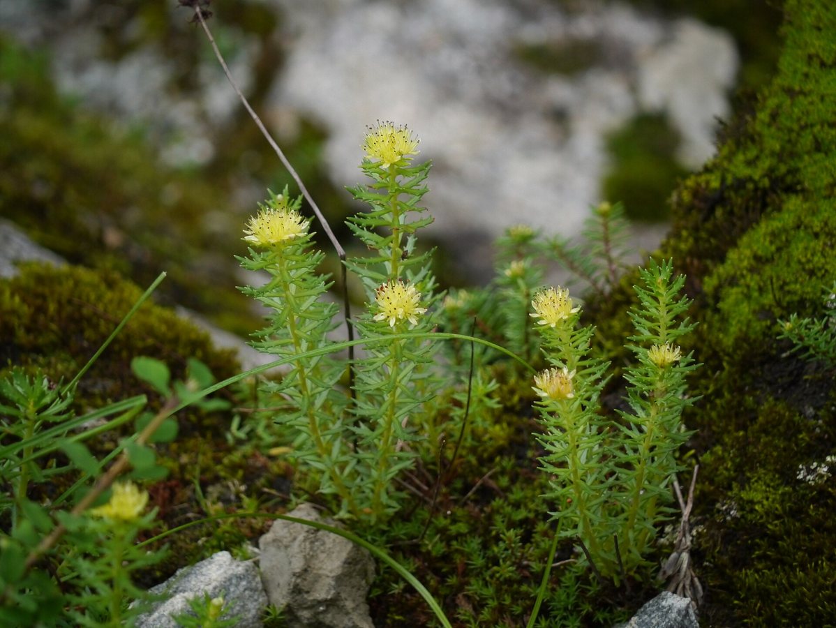 Rozenrood (Rhodiola wallichiana)