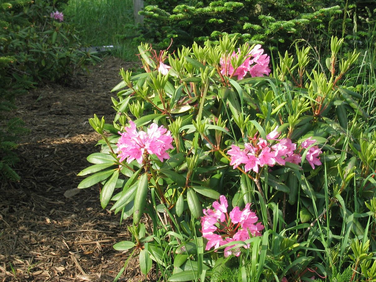 Rhododendron (Rhododendron catawbiense)
