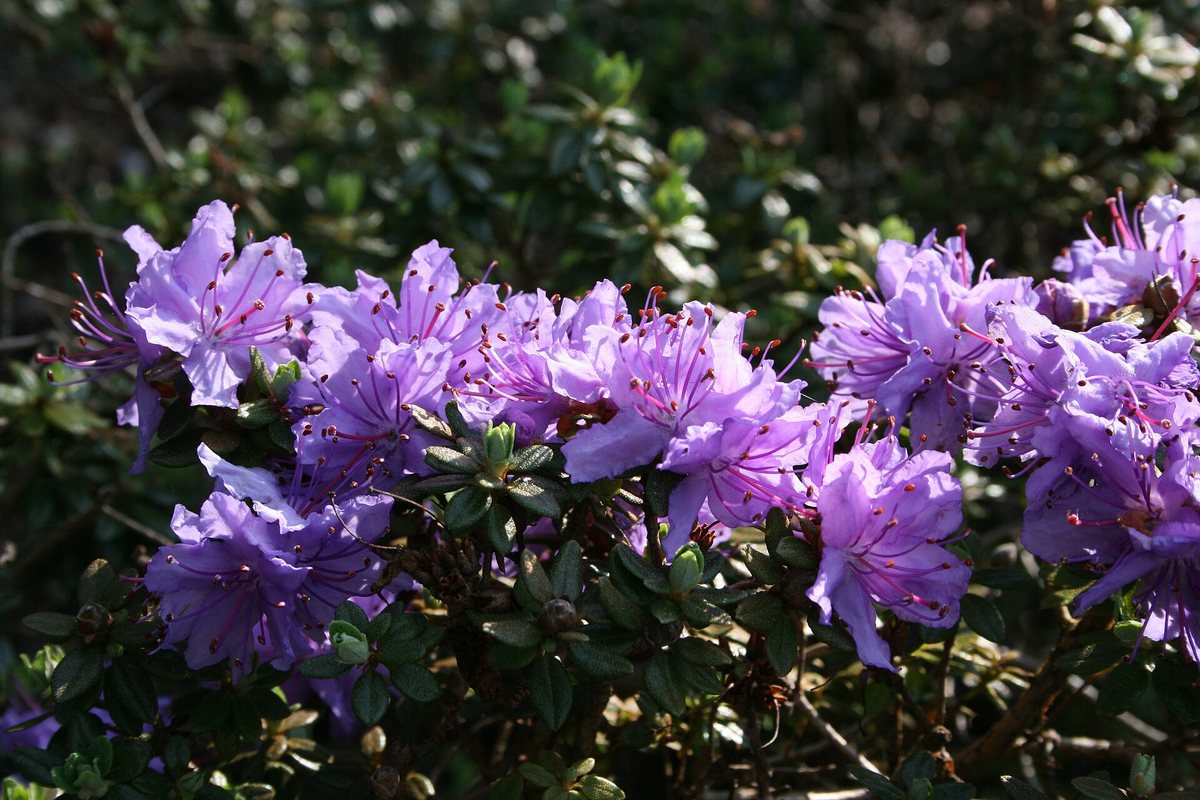 Rhododendron (Rhododendron fastigiatum)