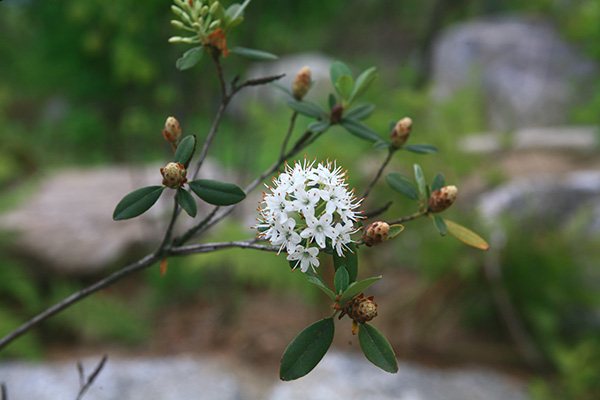 Kleinbloemige rhododendron (Rhododendron micranthum)
