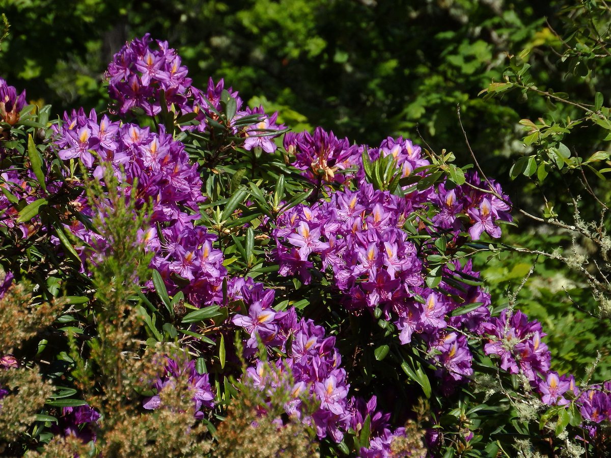 Pontische rhododendron (Rhododendron ponticum)