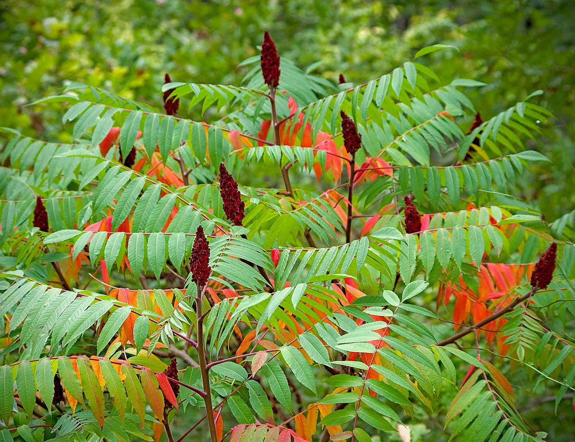 Fluweelboom (Rhus typhina)