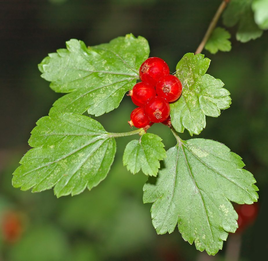 Alpenbes (Ribes alpinum)