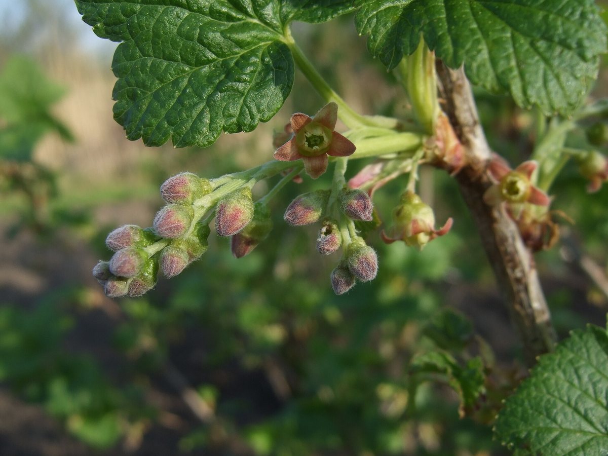 Zwarte bes (Ribes nigrum)