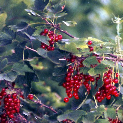 Aalbes (Ribes rubrum)