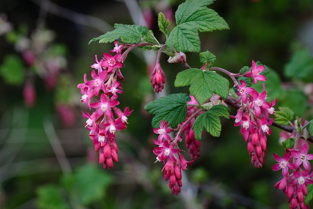 Rode bes (Ribes sanguineum)