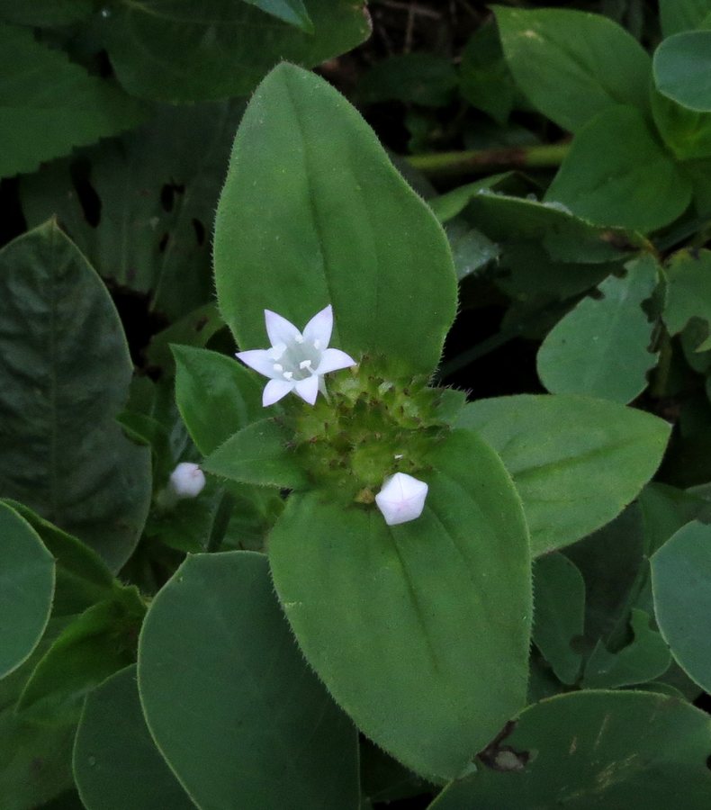 Mexicaanse klaver (Richardia scabra)