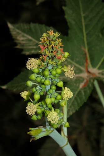 Wonderboom / Christuspalm (Ricinus communis)