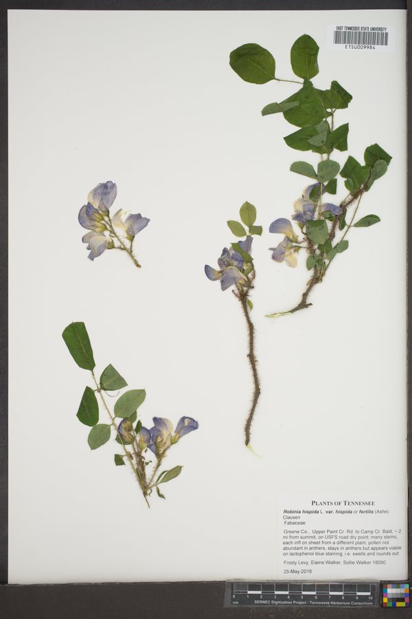 Ruwe acacia / Rode regen (Robinia hispida (incl. ssp. fertilis))