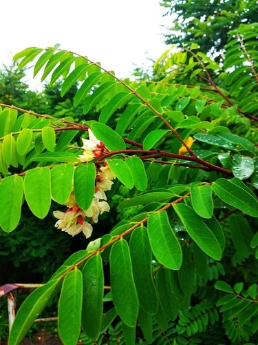 Robinia (Robinia luxurians)