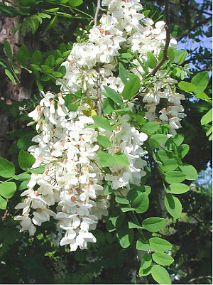 Robinia / Valse acacia (Robinia pseudoacacia)