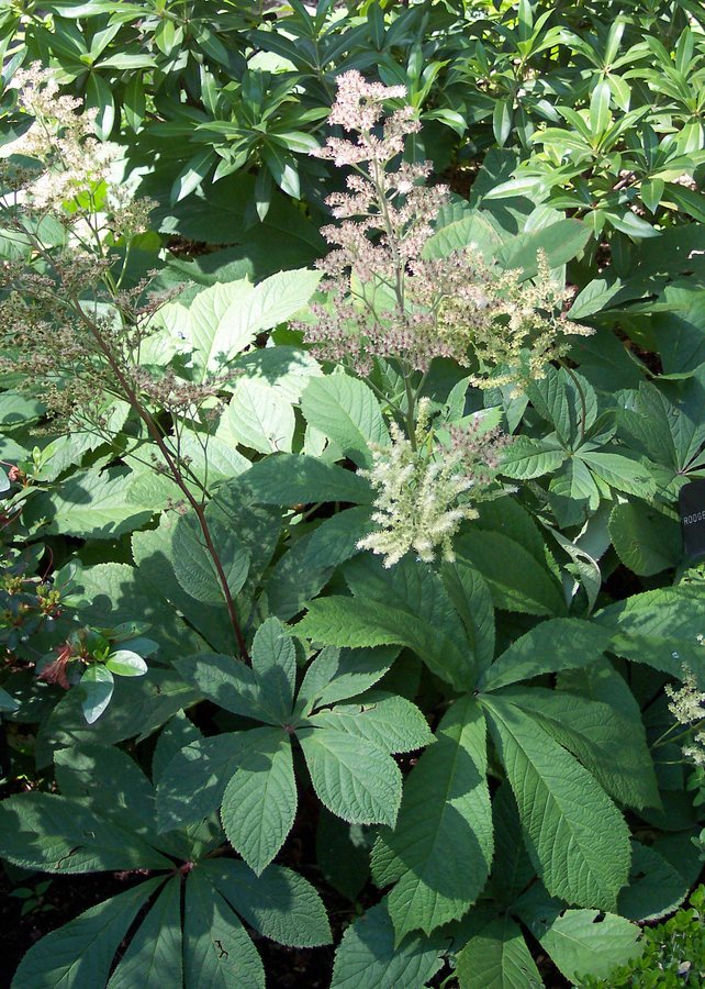 Schout-bij-nacht (Rodgersia aesculifolia)