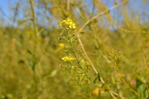 Oostenrijkse (water)kers (Rorippa austriaca)