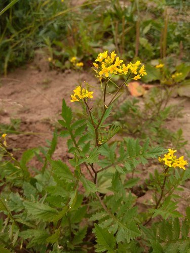 Akkerkers (Rorippa sylvestris)