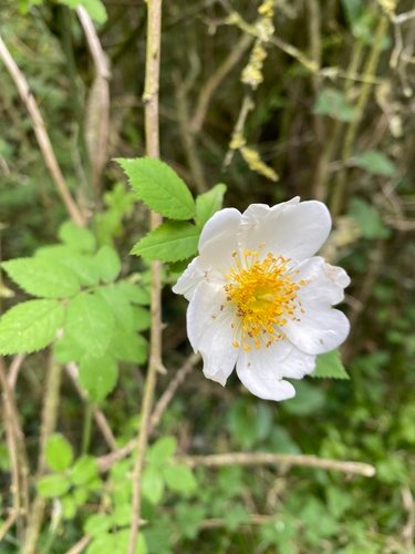 Bosroos (Rosa arvensis)