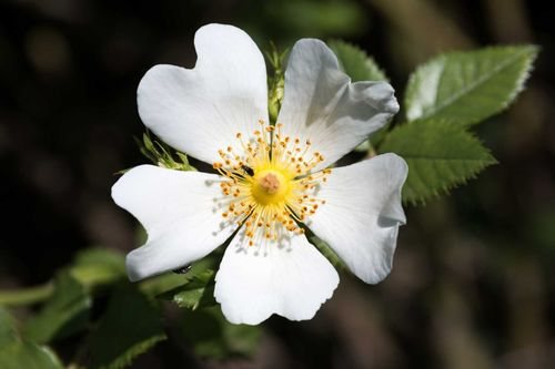 Hondsroos (Rosa canina)