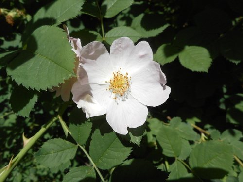 Heggenroos (Rosa corymbifera)