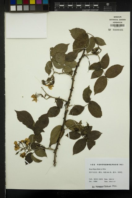 - (Rosa filipes cv. Kiftsgate Ramblertype)