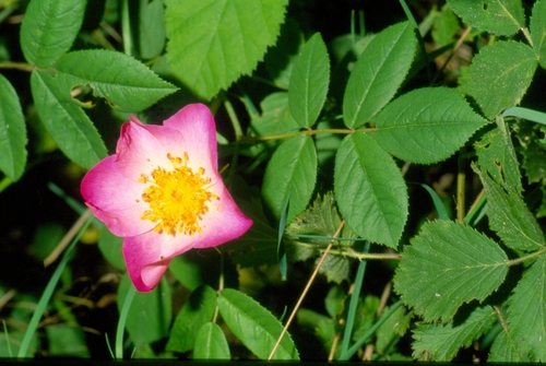 Franse roos (Rosa gallica)