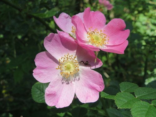 Bergroos (Rosa glauca)