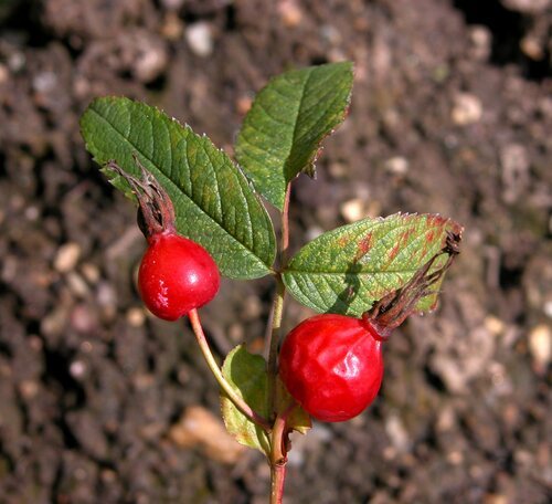 Kaneelroos (Rosa majalis)