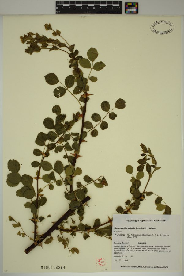 - (Rosa multibracteata)