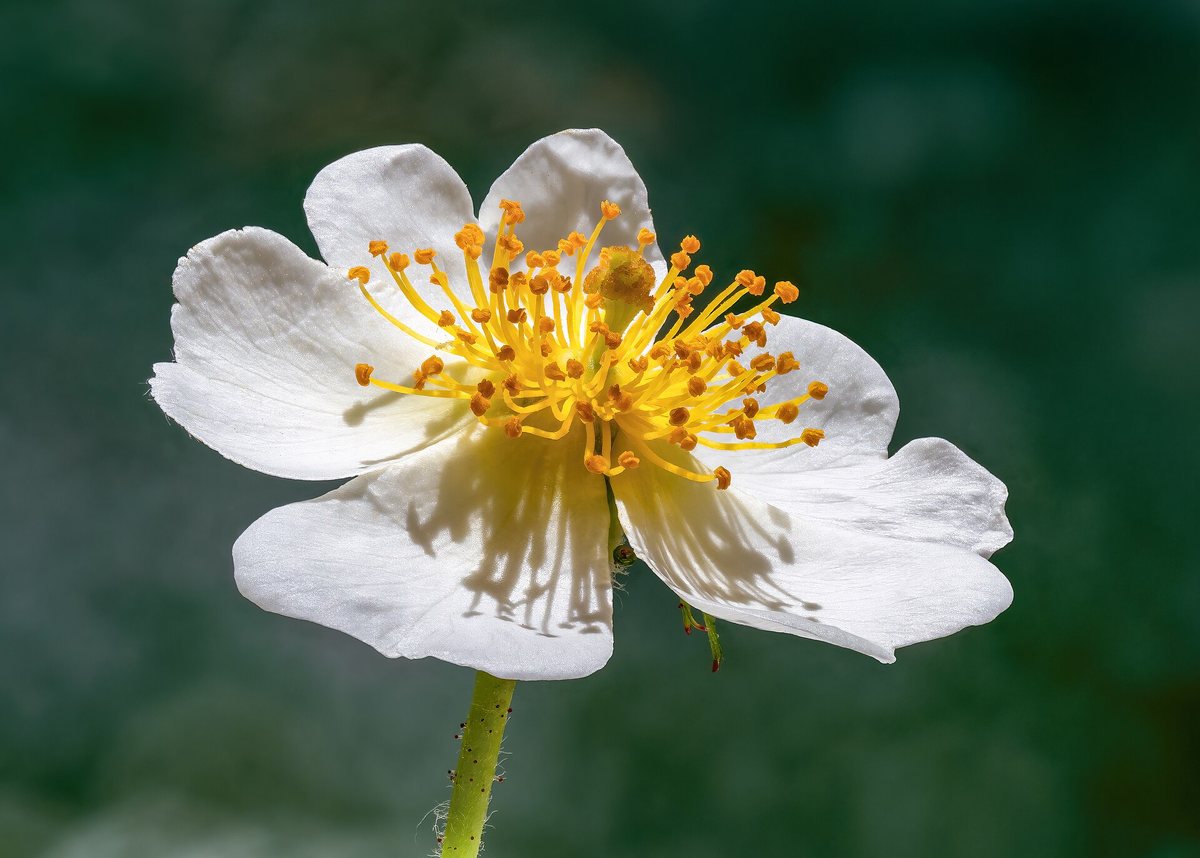 Veelbloemige roos (Rosa multiflora)