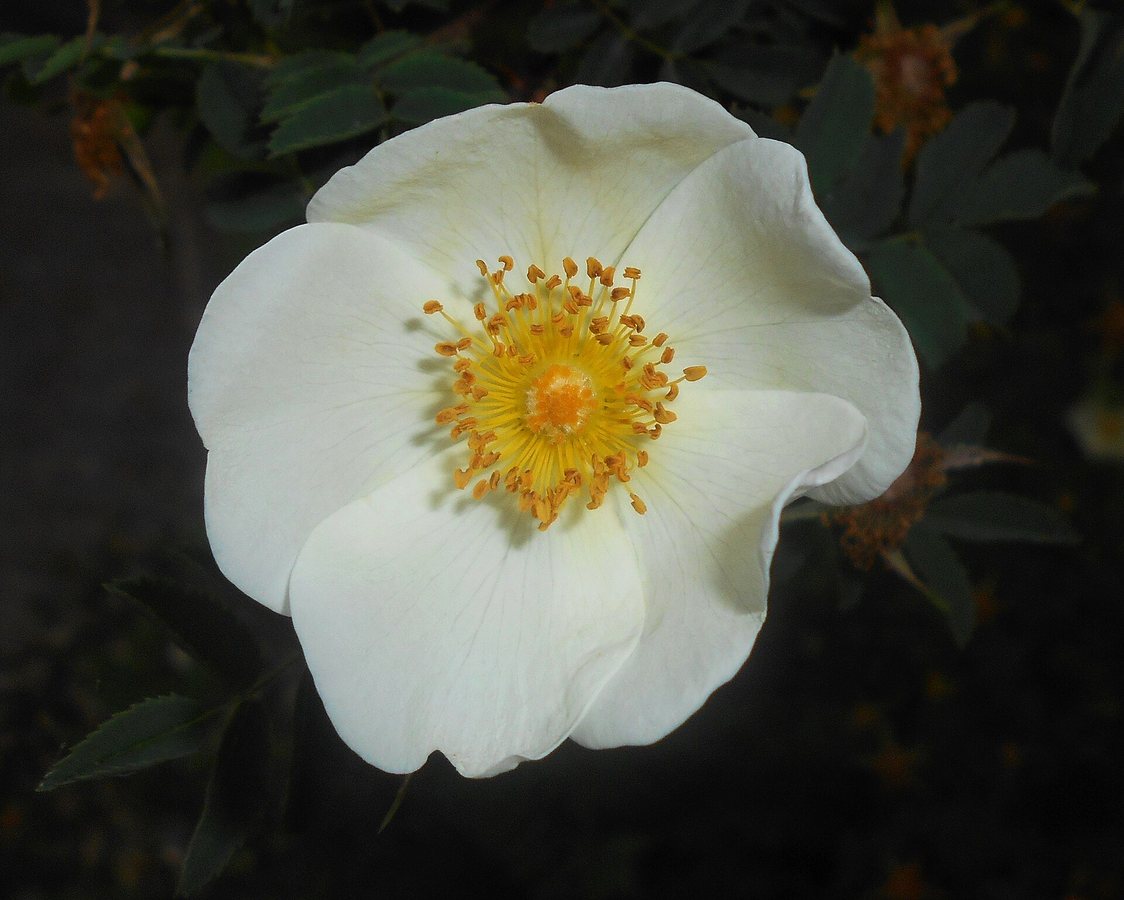 Duinroos (Rosa pimpinellifolia)