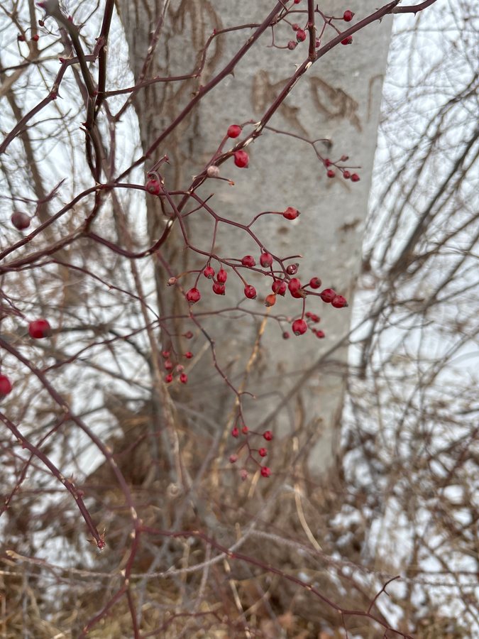 Polyantharozen (Rosa polyantha)