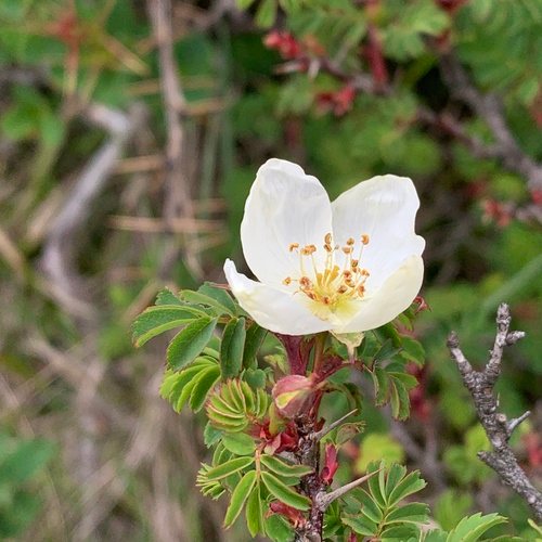 - (Rosa sericea)