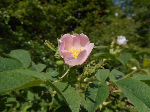 Viltroos (Rosa tomentosa)