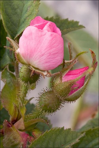Bottelroos (Rosa villosa)